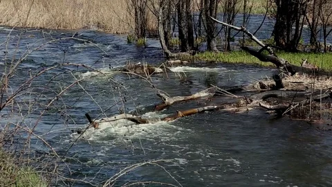 Mountain River Stream In The Forest, Stock Footage 107126266