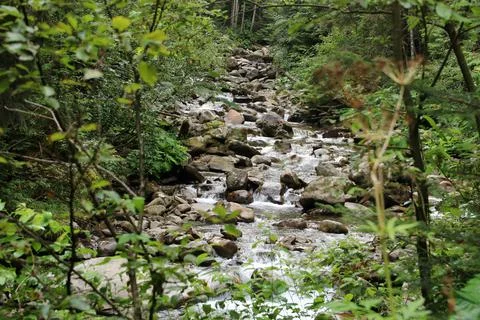 Mountain river stream landscape. River in the mountain forest. Stock Photos