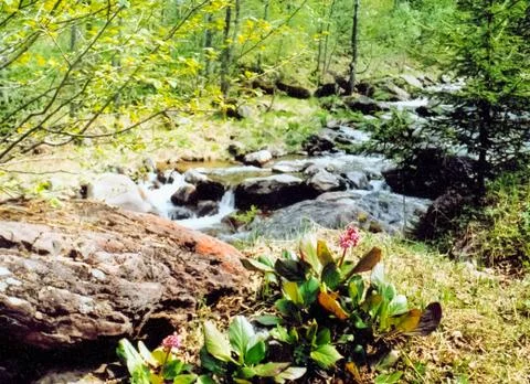 The mountain river is stream. Water runs on the rocks. Stock Photos