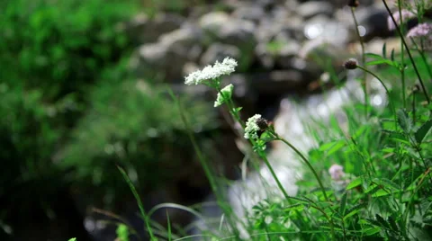 Mountain river in summer Stock Footage 47164582