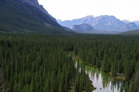 Mountain river summer. Foto stock