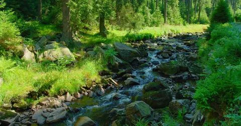 Mountain river in summer pine forest. Green lush coniferous woodland in the Stock Photos