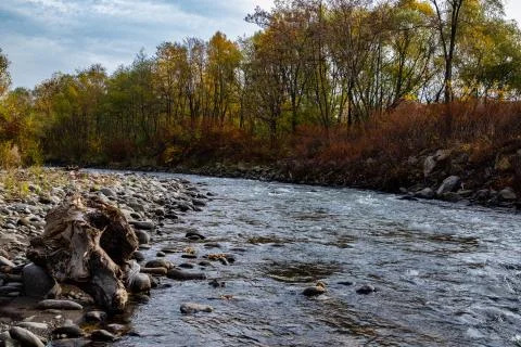 Mountain river with trees on one side and rocky beach Stock Photos