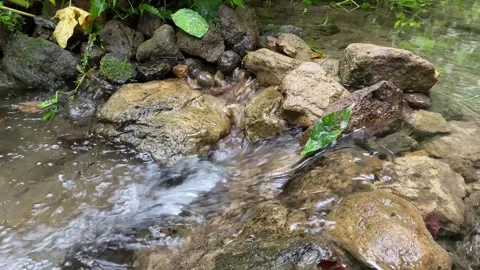 Mountain river with very clear clean water flowing through the green forest. 4k Video stock 247018510