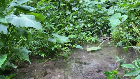 Mountain river with very clear clean water flowing through the green forest. 4k Video stock 247018519