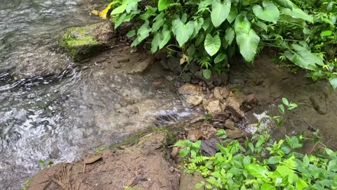 Mountain river with very clear clean water flowing through the green forest. 4k Vídeos de archivo 247018540