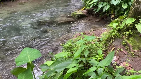 Mountain river with very clear clean water flowing through the green forest. 4k Video stock 247018553