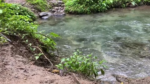 Mountain river with very clear clean water flowing through the green forest. 4k Stock-Footage 247018610