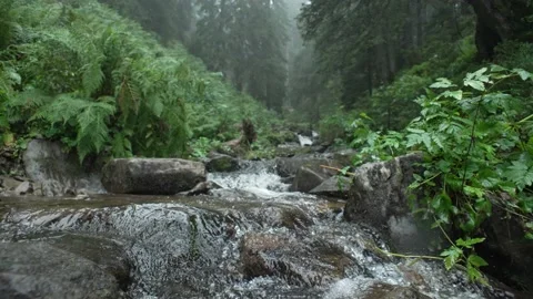 Mountain river water falls in a cascade, in rainy weather. River in the fog Stock Footage 214328295