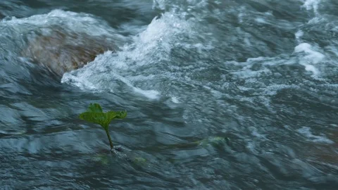 Mountain river water with fast closeup. Stock Footage 111446849