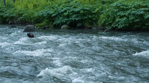 Mountain river water with fast closeup. Stock Footage 111446859