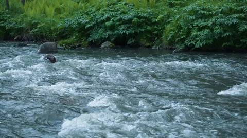 Mountain river water with fast closeup. Stock Footage 111446885