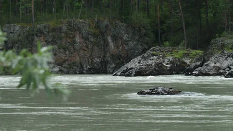 Mountain river, water flow and plant Stock Footage 204107481