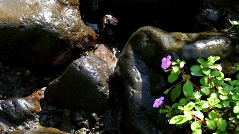 Mountain river water flows over rocks Stock Footage 299409571