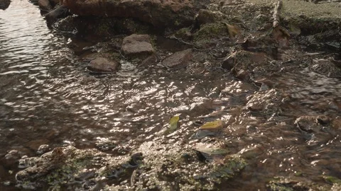Mountain river. Water in the river close up. Stones in the river. Video stock 114632107