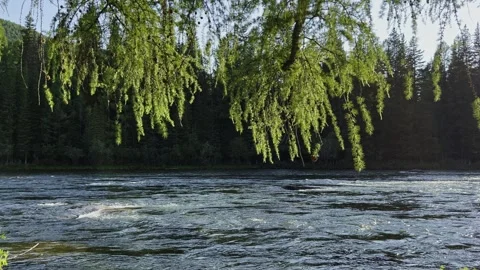 Mountain river in the wild. A clear stream of water flowing through stone Stock-Footage 247777314