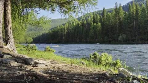 Mountain river in the wild. A clear stream of water flowing through stone Stock-Footage 248511095