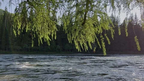 Mountain river in the wild. A clear stream of water flowing through stone Stock Footage 250382803