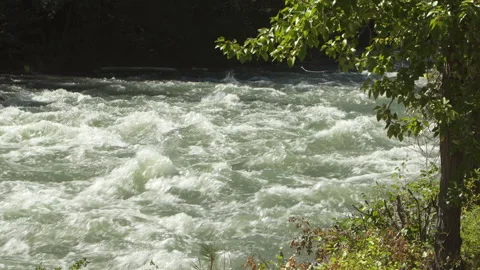Mountain river wild flowing with tree in the foreground Stock Footage 214561753