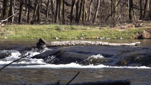 MOUNTAIN RIVER IN WINTER WITH A FALLED TRUNK IN THE MIDDLE Stockbeeldmateriaal 101054170