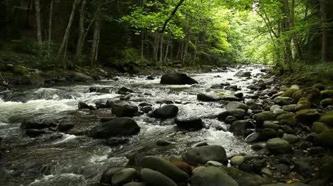 Mountain River in the wood Stock Footage 11430581