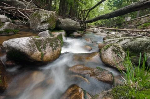 Mountain river in the wood Fotos de archivo