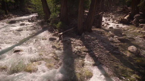 A Mountain Rivers Moves Past Trees Handheld Stock Footage 251319735