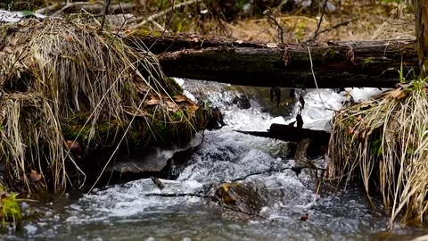 Mountain rivers, thawed waters from mountains, brooks Vidéo 75664973