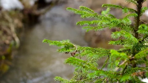 Mountain rivers, thawed waters from mountains, brooks 스톡 동영상 75664983