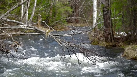 Mountain rivers, thawed waters from mountains, brooks Видео 75665086