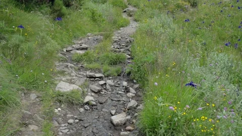 Mountain rivulet in the meadow at summer Stock-Footage 158627951