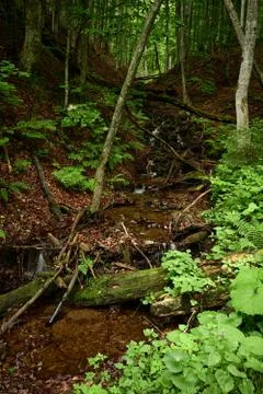 Mountain rivulet Stock Photos