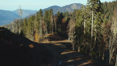 Mountain road among the deep forest in fall season. treetops painted in colorful Stock Footage 204048500