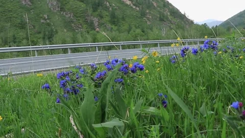 A mountain road among different, beautiful flowers Stock Footage 170175633