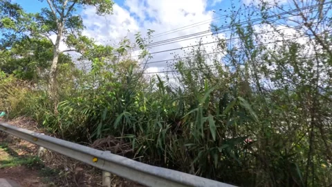 Mountain road among pine trees riding a motorbike, Dalat, Lam Dong, Vietnam Stock Footage 241298974