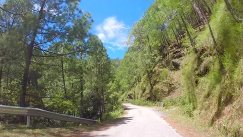 Mountain road and pine tree shot from the front of car in uttrakhand Stock Footage 220413443