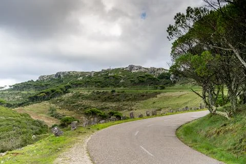 Mountain road bending through pine forest on ridge Stock Photos