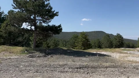 Mountain road full of pine trees Stock Footage 249766580