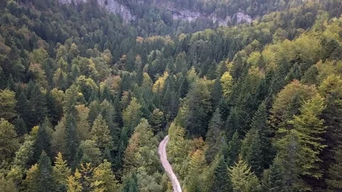 Mountain Road Going Through the Forest Stock Footage 87404365
