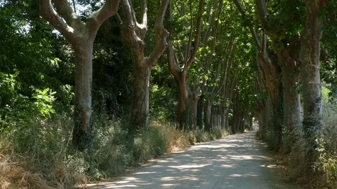 Mountain road with large trees at the sides. Video stock 76843188