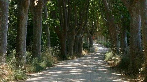 Mountain road with large trees at the sides. Stock Footage 76860479