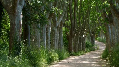 Mountain road with large trees at the sides.Camera Movement Dolly in. Stock Footage 76001043