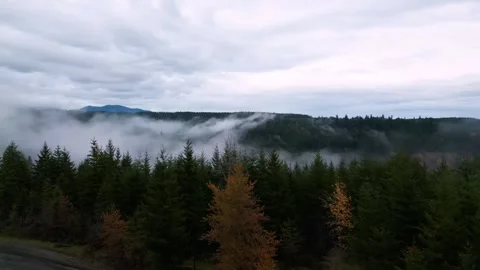 Mountain road with lush pine trees in the fall with mist Vídeo Stock 294707870