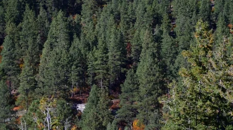 Mountain road in thick spruce, 4K Stock Footage 56432401