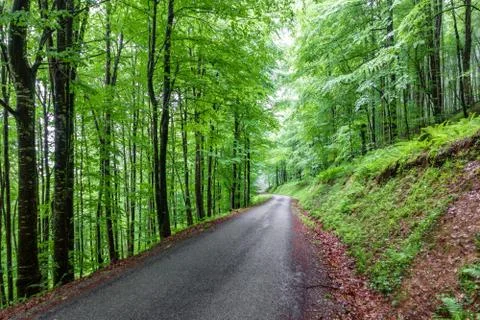 Mountain road through dense beech tree forest Stock Photos