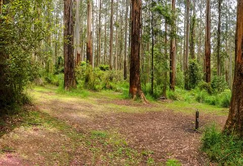 Mountain road through dense forest in Australia. Stock Photos