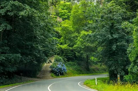 Mountain road through dense forest in Australia. Stock Photos