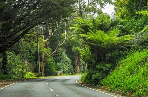Mountain road through dense forest in Australia. Stock Photos