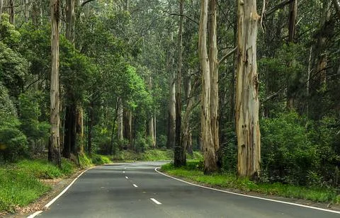 Mountain road through dense forest in Australia. Stock Photos