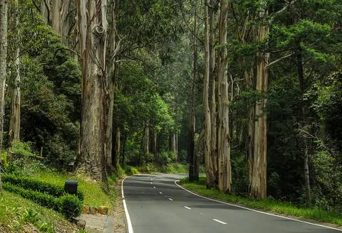 Mountain road through dense forest in Australia. Stock Photos